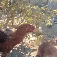 مرغ محلی|حیوانات مزرعه|میناب, |دیوار