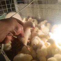 فروش جوجه مرغ گوشتی راس308|حیوانات مزرعه|رفسنجان, |دیوار