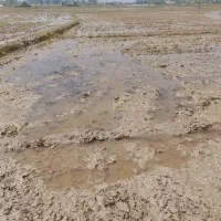 فروش زمین کشاورزی شهید شیرودی ، لاکان|فروش زمین و ملک کلنگی|رشت, لاکان|دیوار