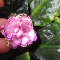 بنفشه آفریقایی|گل و گیاه طبیعی|سیاهکل, |دیوار