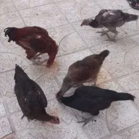 مرغ و خروس