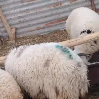 چاق بره محل ی نره|حیوانات مزرعه|رفسنجان, |دیوار