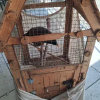 مینا تازه بالغ شده با قفس|پرنده|چهاردانگه (تهران), |دیوار