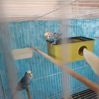 مرغ عشق|پرنده|هیرمند, |دیوار