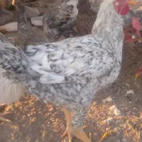 مرغ|حیوانات مزرعه|خاش, |دیوار