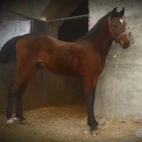 کره نریان نوه سلطان غلامی