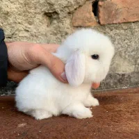 خرگوش لوپ وارداتی/نژاد کمیاب