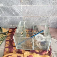 آکواریوم بزرگ با شیشه 10 میل|ماهی|قم, باجک دو|دیوار