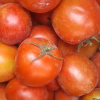 کارگر ساده آقا