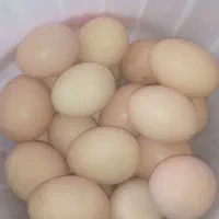 تخم مرغ محلی