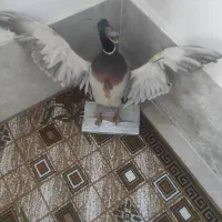 پرنده تزئینی طبیعی|مجسمه، تندیس، ماکت|پارسآباد, |دیوار