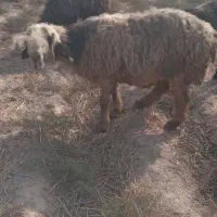 3تامیش ابستن ۲ماه به بالا|حیوانات مزرعه|گتوند, |دیوار