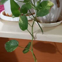 گل های طبیعی|گل و گیاه طبیعی|کرمانشاه, |دیوار