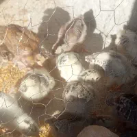 جوجه محلی دوازده روزه