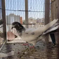 کبوترپرشی عالی|پرنده|اصفهان, ملک‌شهر|دیوار