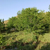 زمین باغ دریابک