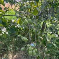 پخش نهال گردو جمال لیبل دار