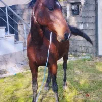 مادیان 6سال  آبستن|اسب و تجهیزات اسب‌سواری|پره‌سر, |دیوار