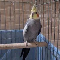 عروس هلندی مولد|پرنده|ری, شهید غیوری (ابن باویه)|دیوار