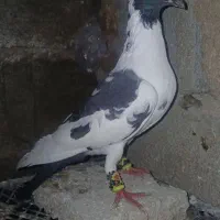 فروش نر ابلغ سیاه