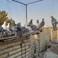 کبوتر پلاکی|پرنده|گنبد کاووس, |دیوار