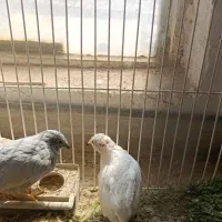 بلدرچین مینیاتوری|پرنده|بافق, |دیوار