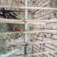 یک عدد سهره کرمانی