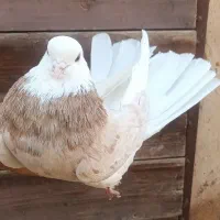 کبوتر شازده