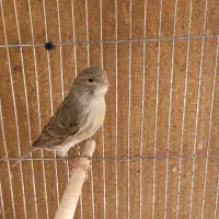 ماده قناری جفتی سهره