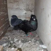 کفتر (کبوتر) ۳ عدد