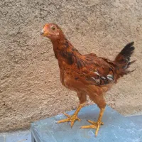 جوجه محلی اصیل