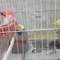 یک جفت قناری رسمی جوان|پرنده|رشت, بازار|دیوار