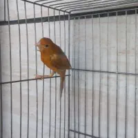 ماده قناری دارچین سرخ