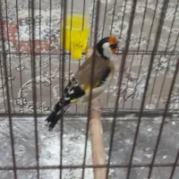 سهره نر شل و قرص