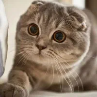 گربه اسکاتیش فولد