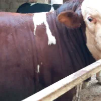 سلام گوساله سمینتال درچهارباغ