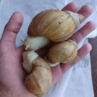 فروش حلزون آچاتینا