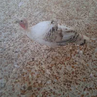 حیوانات
