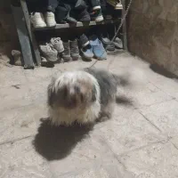 سگ پاکوتاه ماده حرف گوش کن