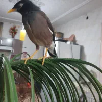 مینا سخنگو وبازیگوش