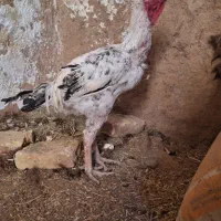 مرغ خروس نوک طوطی اصیل|حیوانات مزرعه|سلامی, |دیوار