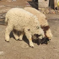 بره غاز اوردک