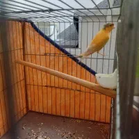 قناری نر سالم  عروس هلندی سالم نره