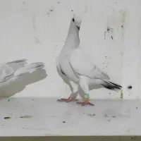 نروماده پاکستانی کاکلی کرمونی|پرنده|فرح دشت, |دیوار