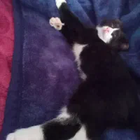 گربه رایگان|گربه|چالوس, |دیوار