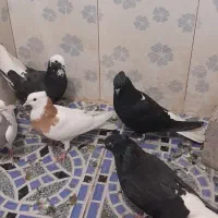 کبوتر رنگی|پرنده|کارون, |دیوار