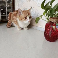 واگذاری پنجه|گربه|یزد, |دیوار