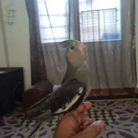 حراج عروس هلندی