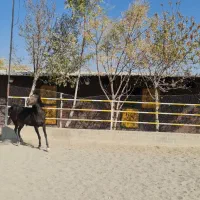 مادیان یک سر عرب مصری|اسب و تجهیزات اسب‌سواری|پرند, فاز ۲|دیوار