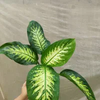 گل دیفن باخیا با کیفیت